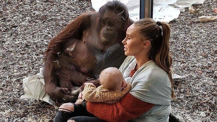 Viral Video Ibu Muda Menyusui Bayi Depan Orangutan,Tangisan Ibu Pecah Saat Terjadi Hal Tak Terduga