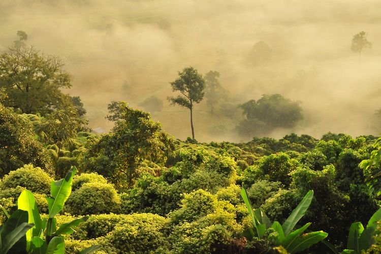 Bukan Amazon, Ini Lokasi Hutan Tertua di Dunia yang Berusia 386 Juta Tahun
