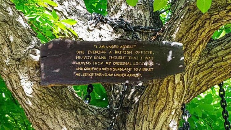 KISAH Aneh Pohon Dirantai di Pakistan,Ternyata Ditangkap Tentara Inggris 125 Tahun Lalu,Kok Bisa?
