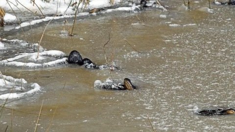 Pemandangan Langka Aligator Membeku Akibat Cuaca Dingin Ekstrem