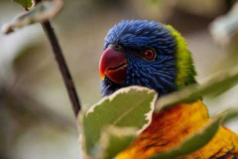 Fenomena Aneh Ratusan Burung Perkici Pelangi Jatuh di Langit Australia