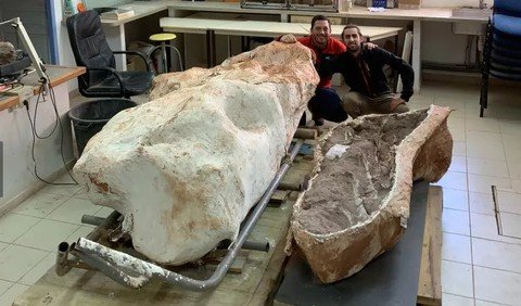 Fosil Titanosaurus Raksasa Berusia 70 Juta Tahun Ditemukan