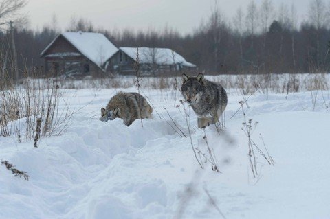 Serigala Mutan di Chernobyl Punya Kemampuan Super, Kebal dari Kanker