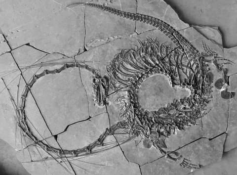 Pertama Kalinya Peneliti Temukan Fosil ‘Naga China’, Begini Penampakannya