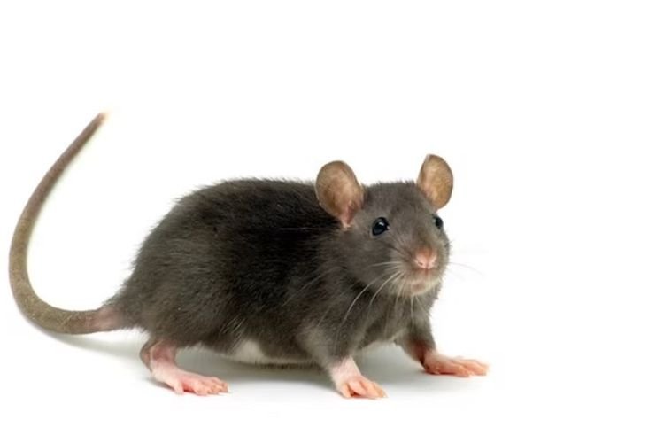 Cara Mengusir Tikus Pakai 5 Bahan, Salah Satunya Kunyit dan Bawang