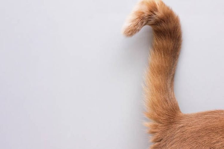 Arti dari 9 Bahasa Tubuh Kucing yang Ditunjukkan Melalui Posisi Ekornya