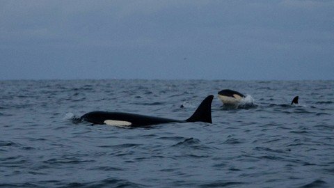 Penampakan Orca Bunuh Hiu Putih dalam 2 Menit, Cabik dan Makan Hatinya