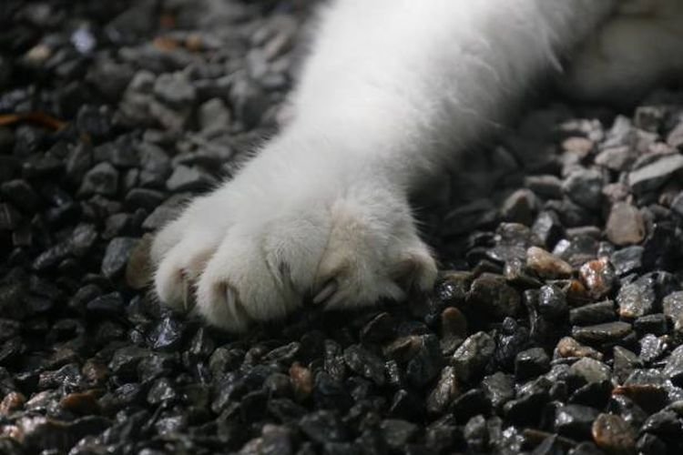 Kucing Jatuh ke dalam Tong Bahan Kimia di Fukuyama, Warga Diminta Waspada