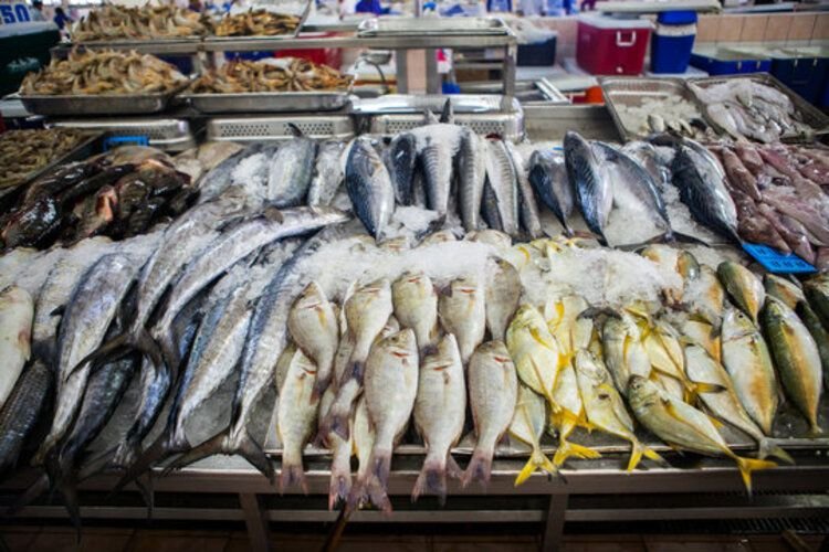 Harganya Lebih Murah dari Salmon, 8 Jenis Ikan Ini Punya Kandungan Omega-3 Tak Kalah Tinggi