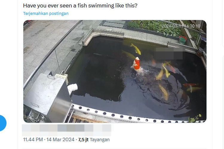 Viral, Video Ikan Koi Berenang Vertikal di Permukaan Air, Kok Bisa?