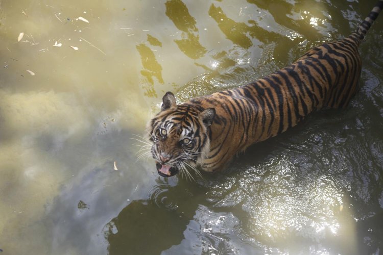 Jejak Harimau Jawa Ditemukan Setelah Dinyatakan Punah 40 Tahun Lalu