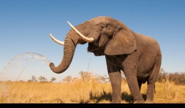 Tak Main-Main! Negara Afrika Ini Ancam Kirim 20.000 Gajah ke Jerman, Ternyata Ini Sebabnya