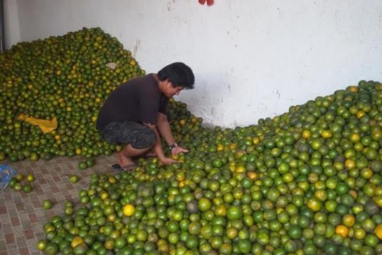 Cara Memilih Jeruk yang Manis Tanpa Harus Dipegang, Cocok Untuk Oleh-oleh Pulang Kampung
