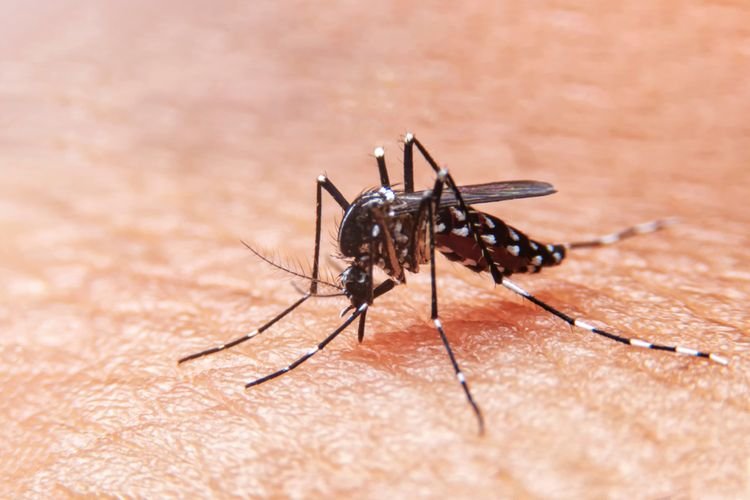 Tanda-tanda Peringatan Demam Berdarah Dengue yang Harus Disadari